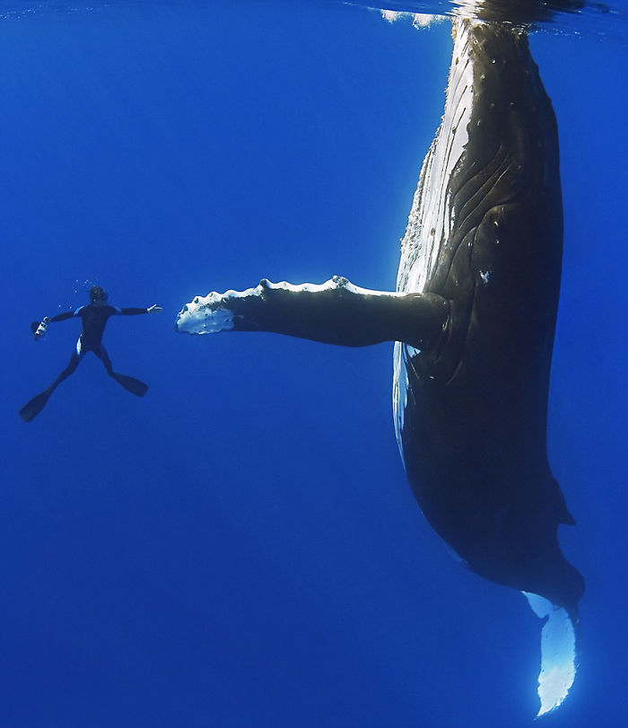 Humpback+Whale+and+Diver+Shake+Hands