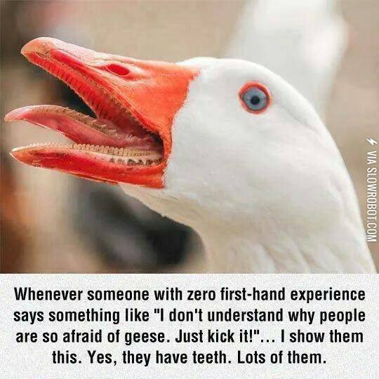 So+Afraid+Of+Geese