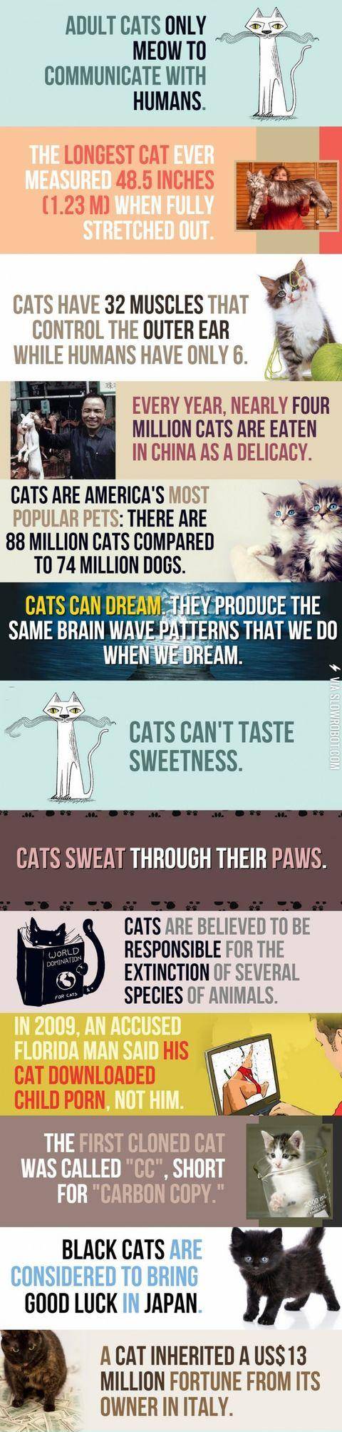 13+cat+facts