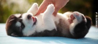 Cute+pomsky+puppy