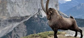 Majestic+Ibex