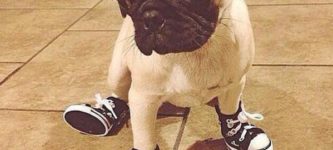 When+My+Pug+Wears+Shoes