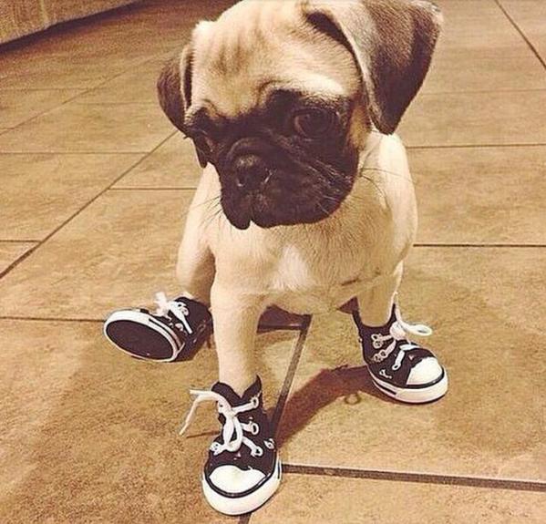 When+My+Pug+Wears+Shoes