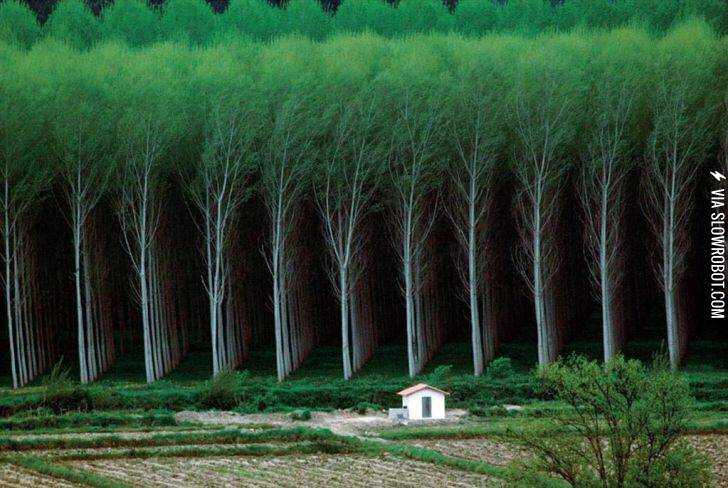 This+is+what+a+tree+farm+looks+like.