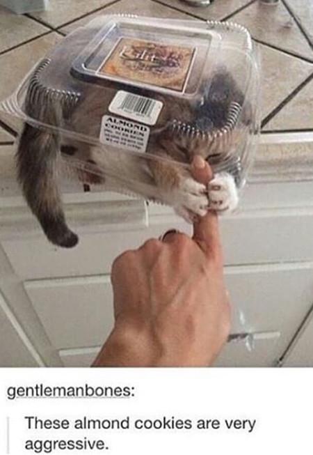 These+Almond+Cookies+Are+Very+Aggressive%26%238230%3B