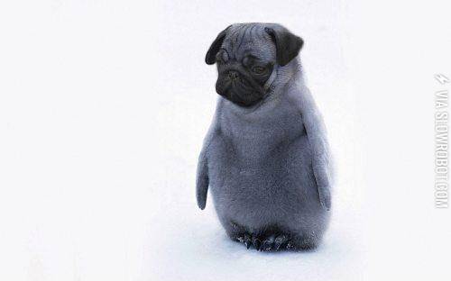 Puguin%3F