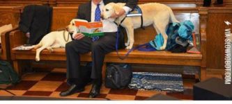 These+Courthouse+Dogs+Are+Trained+to+Comfort+Witnesses+in+Courtrooms