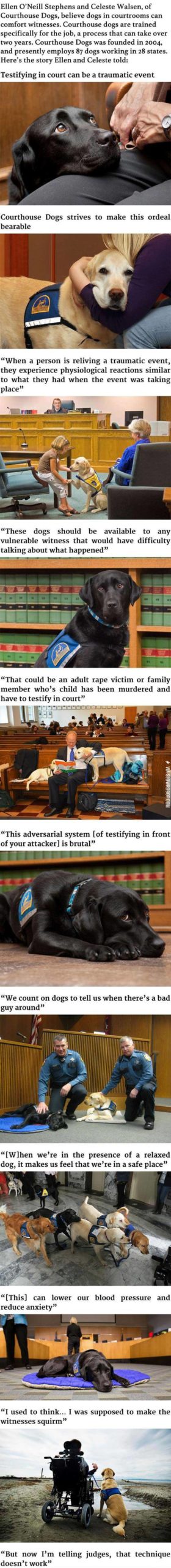 These+Courthouse+Dogs+Are+Trained+to+Comfort+Witnesses+in+Courtrooms