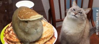 %26quot%3BWaiter%26%238230%3B+there%26%238217%3Bs+a+hare+in+my+pancakes%21%26quot%3B