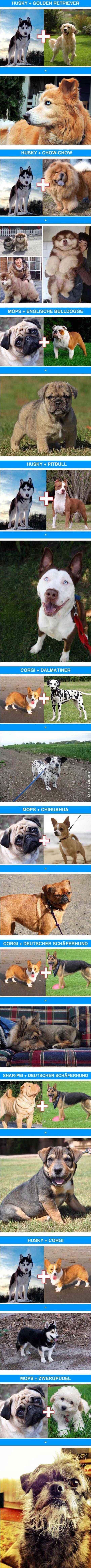 Awesome+Dog+Cross-Breeds