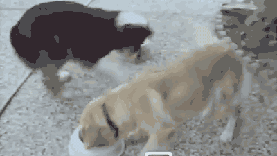 The+grass+is+always+greener.