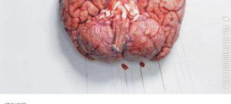 The+human+brain