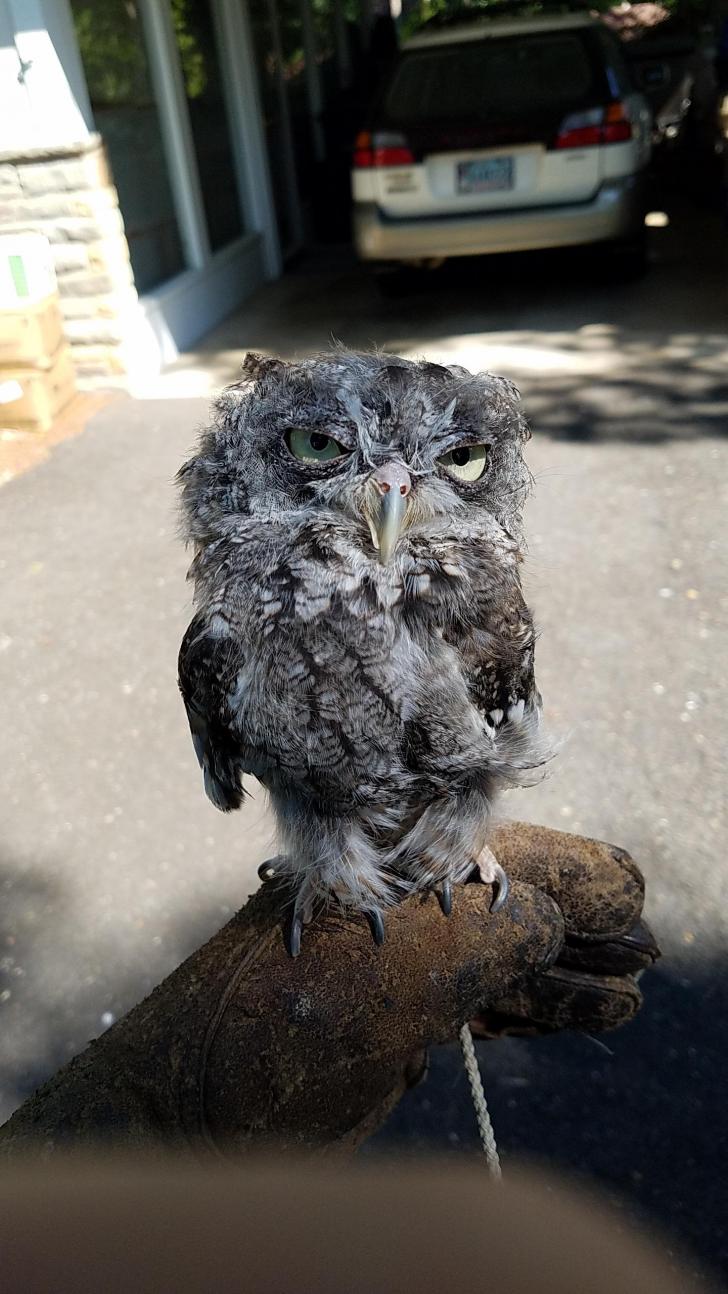 This+Irritated+Screech+Owl