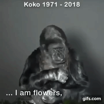Koko+the+Gorilla
