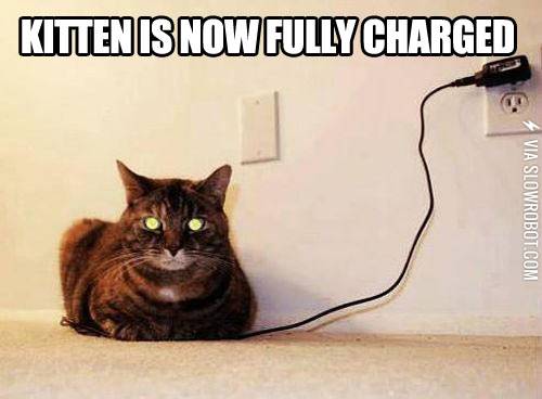 Kitten+is+now+fully+charged.