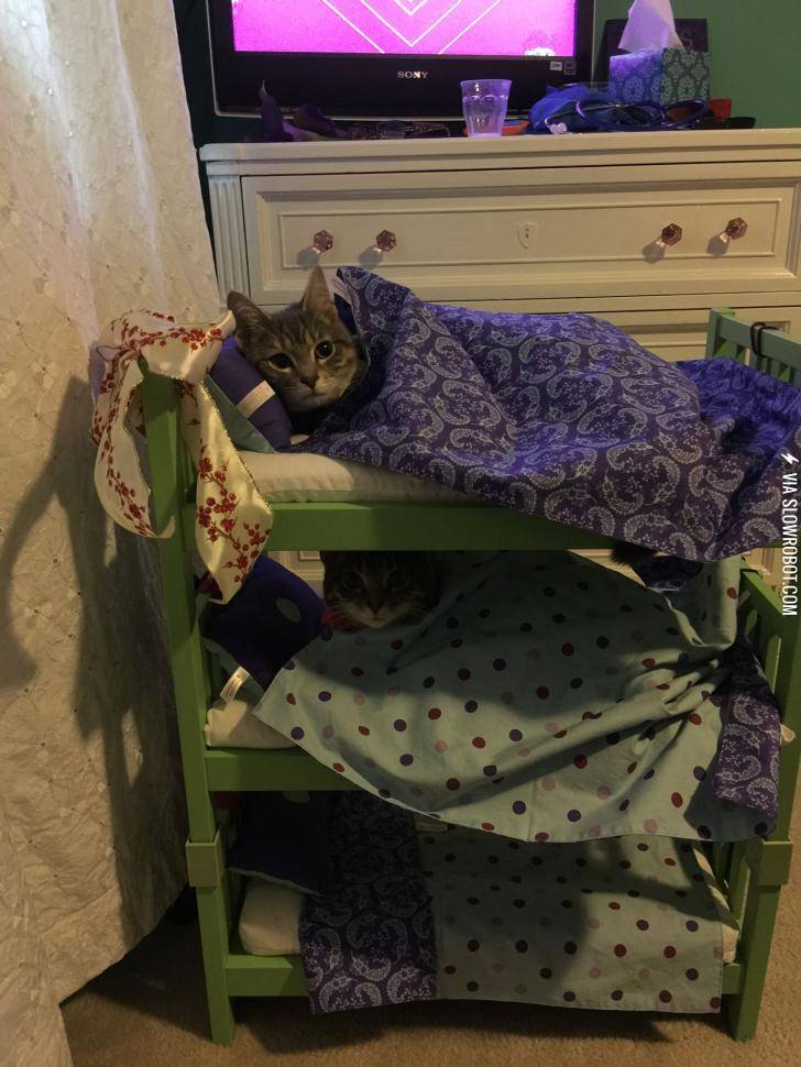 My+niece+decided+that+her+cats+should+sleep+in+bunk+beds.