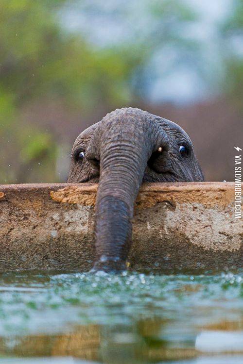 A+baby+elephant+blowing+bubbles