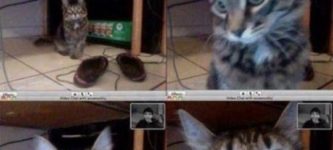 Cat+recognizing+his+owner+in+a+video+chat
