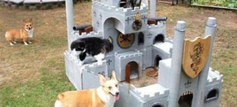 Cat+Fort+Vs.+Invading+Corgis%26%238230%3B