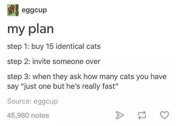 Cat%26%238217%3Bs+a+plan