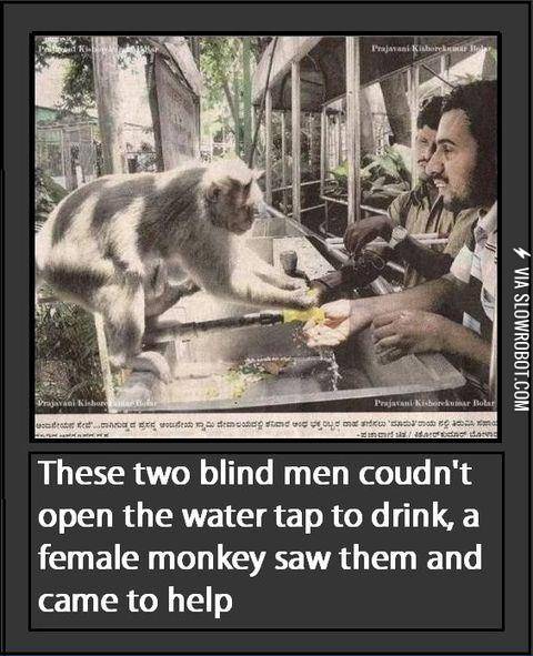 Monkey+helping+blind+men+with+water