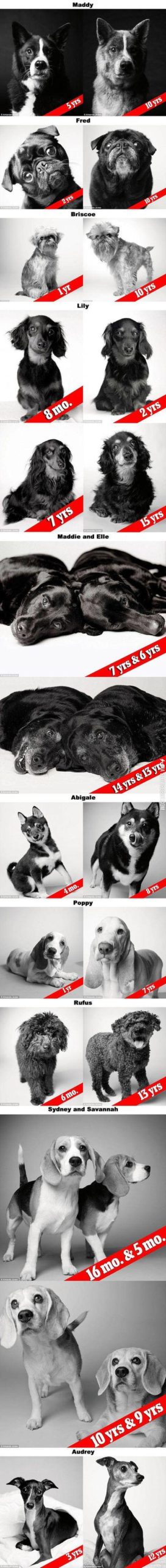 Dog+Years+portraits+of+aging+dogs+that+will+melt+your+heart