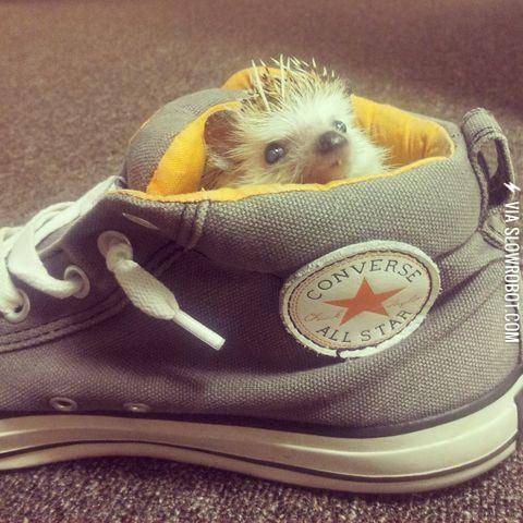 A+hedgehog+in+a+shoe