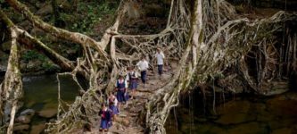 Tree+Root+Bridge%2C+India