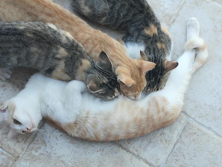 My+kittens+have+been+trying+to+be+nursed+during+the+past+few+months.+The+only+problem+is+that+the+bigger+cat+is+their+brother