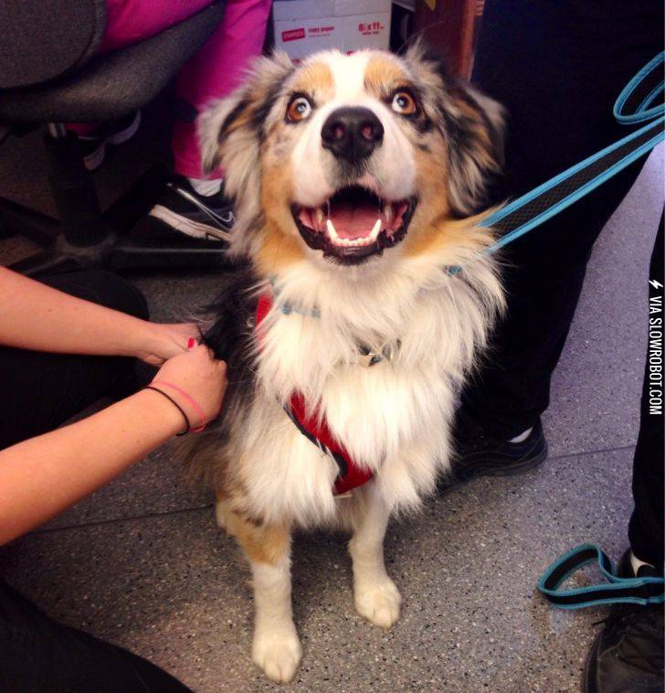 Zorba+has+two+eye+colors%26%238230%3B+in+each+eye.