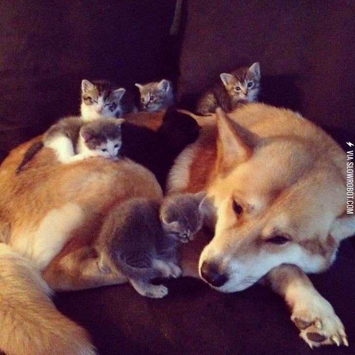 they+follow+him+everywhere