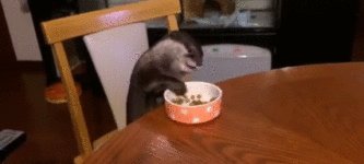 Otter+sitting+at+the+kitchen+table+eating+dinner