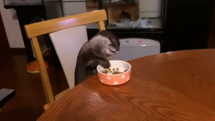 Otter+sitting+at+the+kitchen+table+eating+dinner