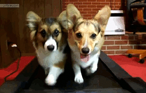 These+corgis+do+more+exercise+than+I+do
