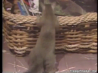 Bob+Ross%26%238217%3Bs+squirrel+sees+a+picture+of+a+fox