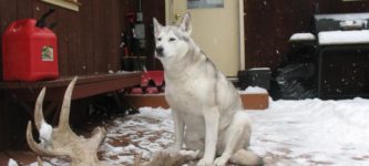 Alaskan+Husky+Standing+Over+Her+New+Acquisition