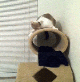 I+whip+my+fur+back+and+forth%21