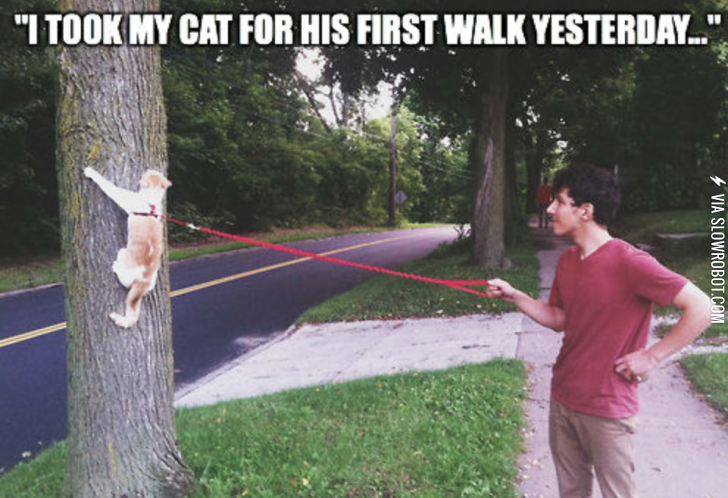 Taking+a+cat+on+a+walk.