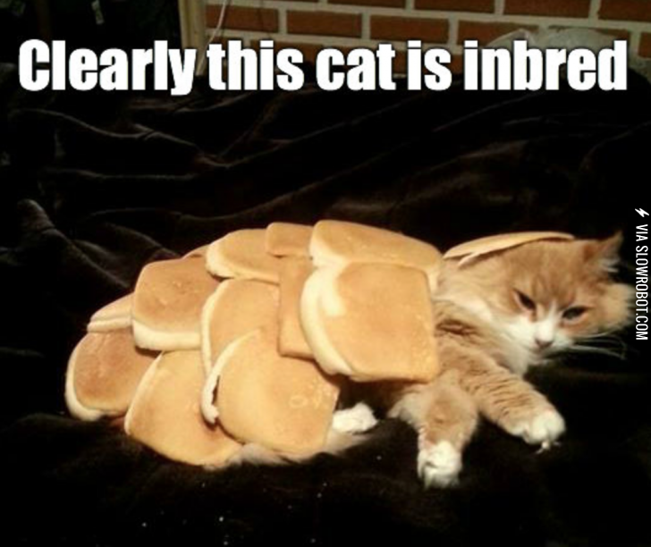 Inbred+cat.