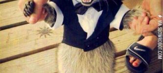 Raccoon+in+a+Tuxedo%21