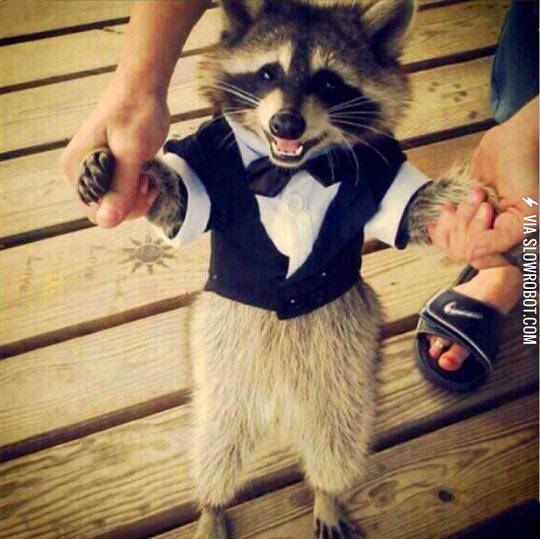 Raccoon+in+a+Tuxedo%21