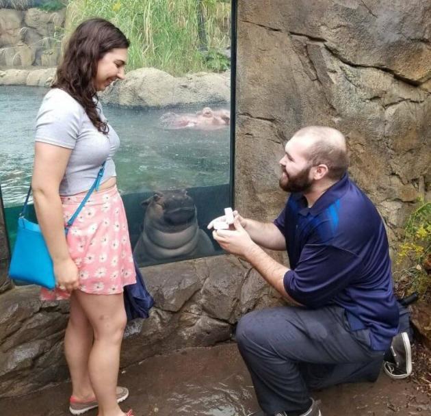 Baby+Hippo+photobombs+couple%26%238217%3Bs+engagement+photo
