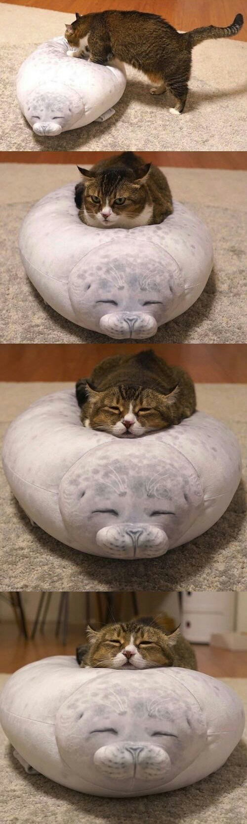 Become+one+with+the+seal+of+fluffyness.