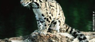 clouded+leopard+%28to+be+declared+extinct%29