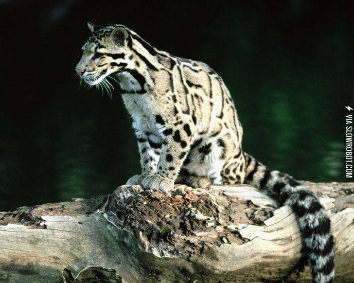 clouded+leopard+%28to+be+declared+extinct%29