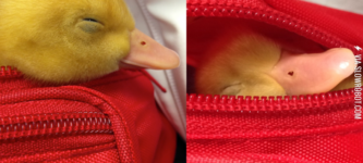 Little+ducky+napping+in+a+fannypack
