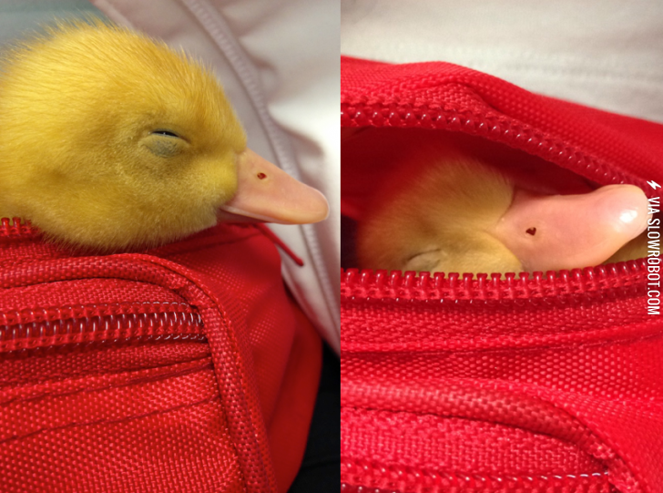 Little+ducky+napping+in+a+fannypack