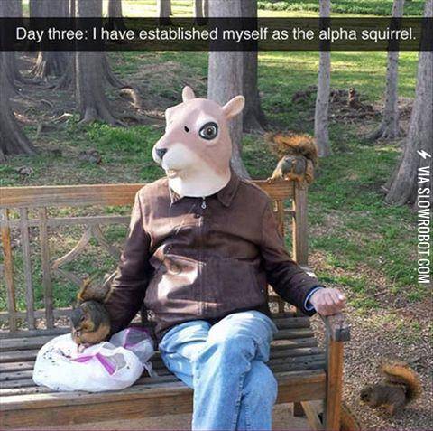 The+alpha+squirrel