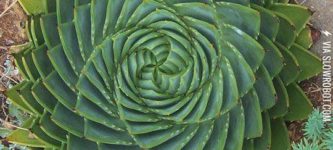 Spiral+Aloe%2C+Sometimes+Nature+Can+Be+Perfect