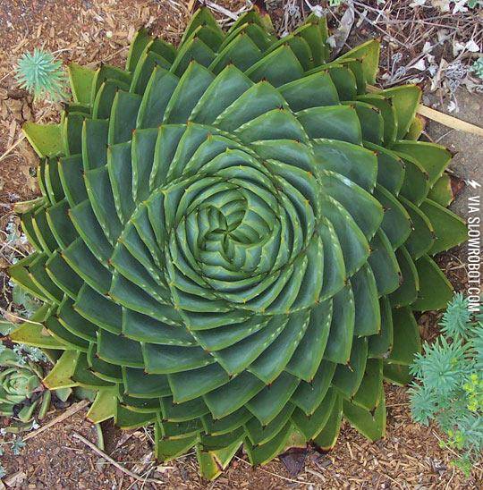 Spiral+Aloe%2C+Sometimes+Nature+Can+Be+Perfect